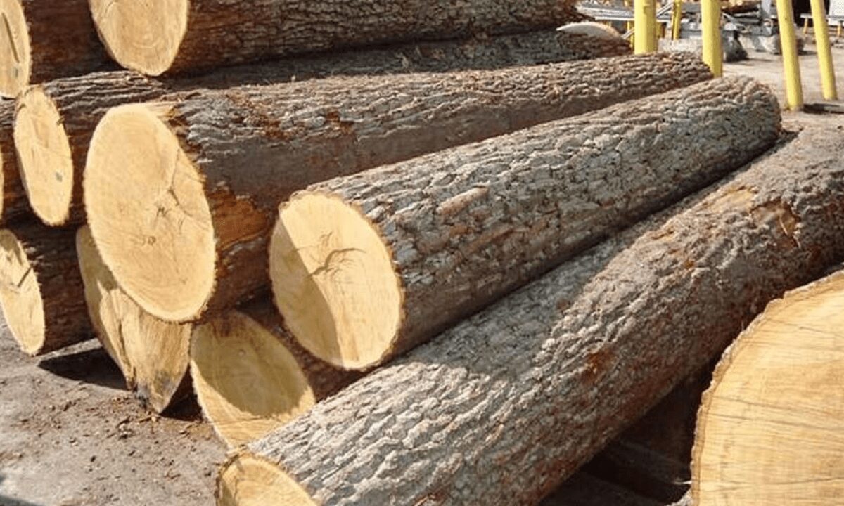 Gỗ Cao Su là gì? Đặc điểm và ứng dụng trong nội thất 4 Gỗ Cao Su là gì? Đặc điểm và ứng dụng trong nội thất