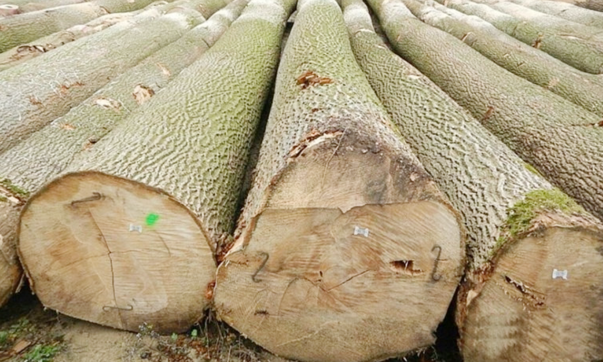 Gỗ Tần Bì là gì? Đặc điểm, ứng dụng và giá thành 1 Gỗ Tần Bì là gì? Đặc điểm, ứng dụng và giá thành