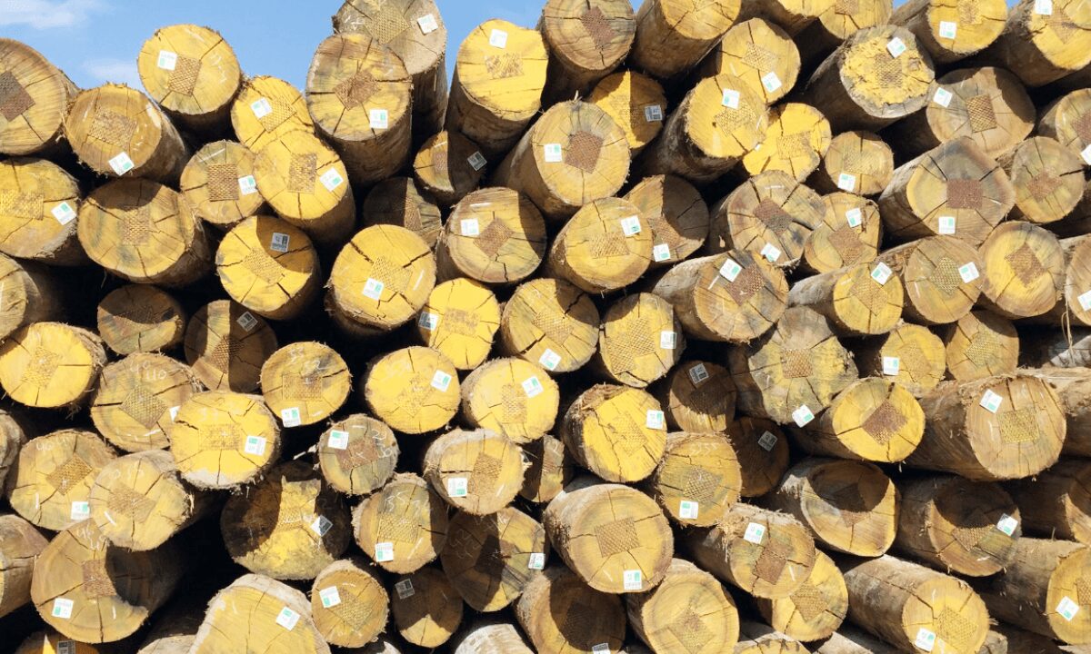 Gỗ Thông Là Gì? Đặc Điểm, Phân Loại Và Ứng Dụng Chi Tiết 4 Gỗ Thông Là Gì? Đặc Điểm, Phân Loại Và Ứng Dụng Chi Tiết