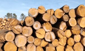 Gỗ Thông Là Gì? Đặc Điểm, Phân Loại Và Ứng Dụng Chi Tiết
