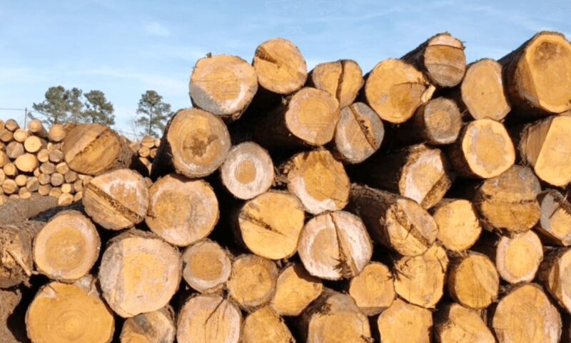 Gỗ Thông Là Gì? Đặc Điểm, Phân Loại Và Ứng Dụng Chi Tiết 1 Gỗ Thông Là Gì? Đặc Điểm, Phân Loại Và Ứng Dụng Chi Tiết