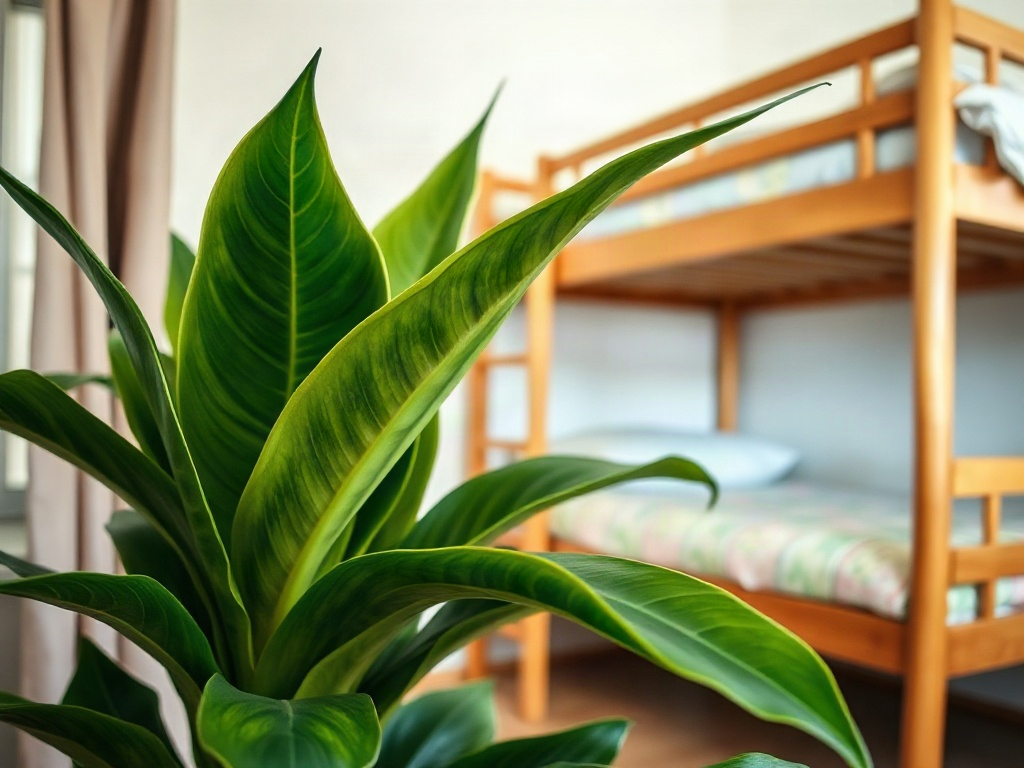 Cây Lưỡi Hổ gần giường tầng